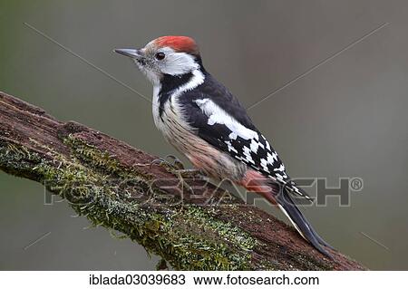 Stock Image - "Middle Spotted Woodpecker (Dendrocopos medius), perched, Neunkirchen, Siegerland, North Rhine-Westphalia, Germany, Europe". Fotosearch