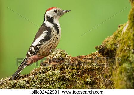 Stock Image - Middle Spotted Woodpecker (Dendrocopos medius), Limburg an der Lahn, Hesse, Germany, Europe. Fotosearch
