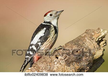 Stock Photo - "Middle Spotted Woodpecker (Dendrocopos medius), Limburg an der Lahn, Hesse, Germany, Europe". Fotosearch