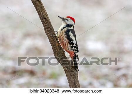 "Middle Spotted Woodpecker (Dendrocopos medius), Middle Elbe Biosphere Reserve, Saxony-Anhalt, Germany, Europe" View Large Photo Image Stock Photo - "Middle Spotted Woodpecker (Dendrocopos medius), Middle Elbe Biosphere Reserve, Saxony-Anhalt, Germany, Europe". Fotosearch
