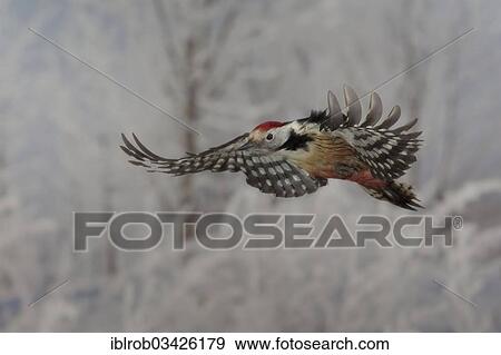 "Middle Spotted Woodpecker (Dendrocopos medius) in flight, winter, Erfurt, Thuringia, Germany, Europe" View Large Photo Image Stock Photo - "Middle Spotted Woodpecker (Dendrocopos medius) in flight, winter, Erfurt, Thuringia, Germany, Europe". Fotosearch