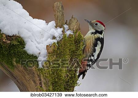 "Middle Spotted Woodpecker (Dendrocopos medius) in winter, Erfurt, Thuringia, Germany, Europe" View Large Photo Image Stock Photo - "Middle Spotted Woodpecker (Dendrocopos medius) in winter, Erfurt, Thuringia, Germany, Europe". Fotosearch