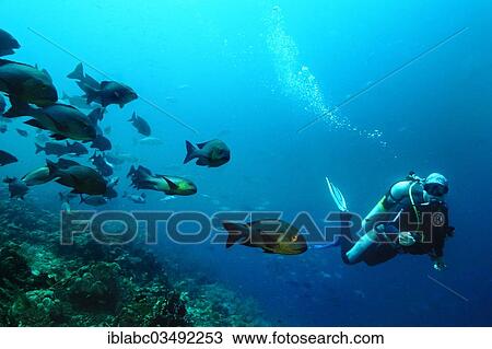 "Midnight Snapper (Macolor macularis) and a scuba diver, Kri Island, Dampier Strait, West Papua, Indonesia, Asia" View Large Photo Image Stock Image - "Midnight Snapper (Macolor macularis) and a scuba diver, Kri Island, Dampier Strait, West Papua, Indonesia, Asia". Fotosearch