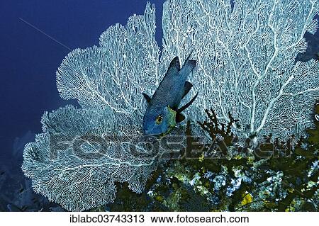 "Midnight Snapper (Macolor macularis) with cleaner wrasse, Raja Ampat, West Papua, Indonesia, Asia" View Large Photo Image Stock Image - "Midnight Snapper (Macolor macularis) with cleaner wrasse, Raja Ampat, West Papua, Indonesia, Asia". Fotosearch