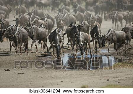 Picture - "Migrating herd of Blue Wildebeest (Connochaetes taurinus) in the evening haze, Serengeti, Tanzania, Africa". Fotosearch