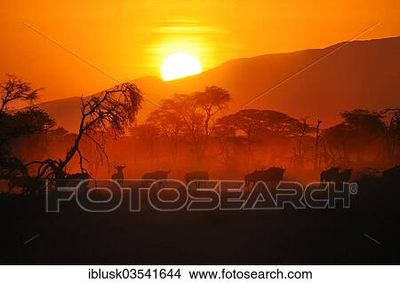 "Migrating herd of Blue Wildebeest (Connochaetes taurinus) at sunrise, Serengeti, Tanzania, Africa" View Large Photo Image Picture - "Migrating herd of Blue Wildebeest (Connochaetes taurinus) at sunrise, Serengeti, Tanzania, Africa". Fotosearch