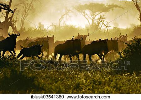 Stock Image - "Migrating herd of Blue Wildebeest (Connochaetes taurinus) in the evening haze, Serengeti, Tanzania, Africa". Fotosearch