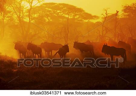 Stock Image - "Migrating herd of Blue Wildebeest (Connochaetes taurinus) in the evening haze, Serengeti, Tanzania, Africa". Fotosearch