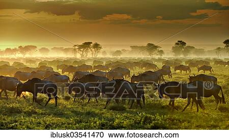 Stock Image - "Migrating herd of Blue Wildebeest (Connochaetes taurinus) in the evening haze, Serengeti, Tanzania, Africa". Fotosearch