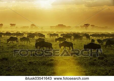 "Migrating herd of Blue Wildebeest (Connochaetes taurinus) in the evening haze, Serengeti, Tanzania, Africa" View Large Photo Image Stock Image - "Migrating herd of Blue Wildebeest (Connochaetes taurinus) in the evening haze, Serengeti, Tanzania, Africa". Fotosearch