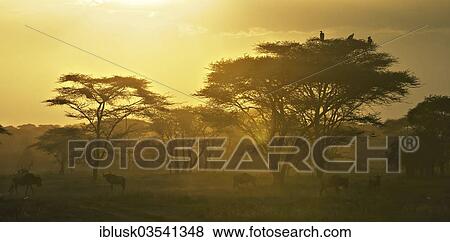 Stock Photo - "Migrating herd of Blue Wildebeest (Connochaetes taurinus) in the evening haze, Serengeti, Tanzania, Africa". Fotosearch