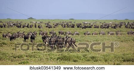 "Migrating herd of Blue Wildebeest (Connochaetes taurinus) in the evening haze, Serengeti, Tanzania, Africa" View Large Photo Image Stock Photo - "Migrating herd of Blue Wildebeest (Connochaetes taurinus) in the evening haze, Serengeti, Tanzania, Africa". Fotosearch