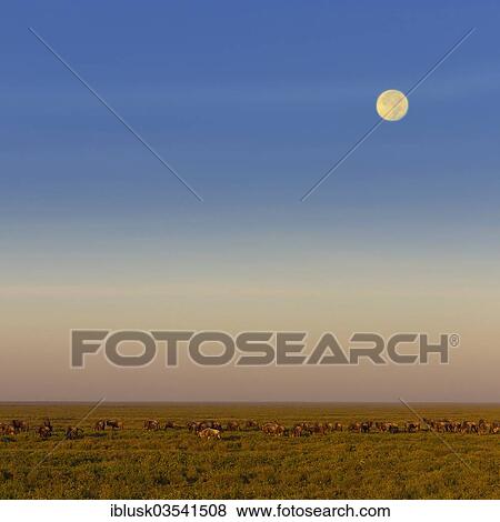 "Migrating herd of Blue Wildebeest (Connochaetes taurinus) during the full moon in the savannah, Serengeti, Tanzania, Africa" View Large Photo Image Stock Photo - "Migrating herd of Blue Wildebeest (Connochaetes taurinus) during the full moon in the savannah, Serengeti, Tanzania, Africa". Fotosearch