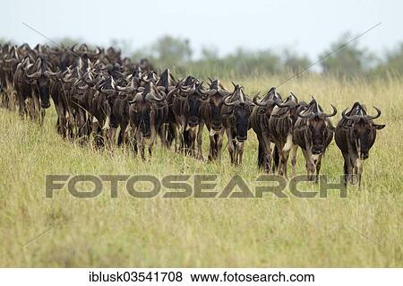 Stock Photo - "Migrating herd of Blue Wildebeest (Connochaetes taurinus), Massai Mara, Kenya, Africa". Fotosearch