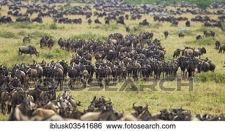 Stock Photograph - "Migrating herd of Blue Wildebeest (Connochaetes taurinus), Massai Mara, Kenya, Africa". Fotosearch
