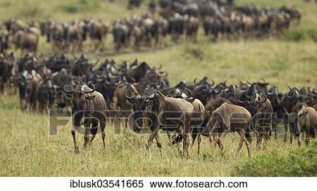 Stock Photography - "Migrating herd of Blue Wildebeest (Connochaetes taurinus), Massai Mara, Kenya, Africa". Fotosearch