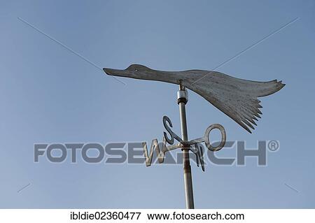 "Migratory bird as a weather vane, small island of Langeness, North Frisia, Schleswig-Holstein, northern Germany, Germany, Europe" View Large Photo Image Stock Photo - "Migratory bird as a weather vane, small island of Langeness, North Frisia, Schleswig-Holstein, northern Germany, Germany, Europe". Fotosearch