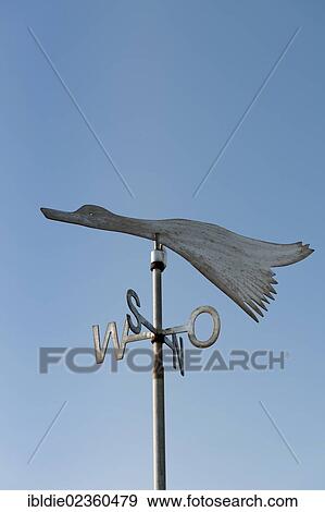 "Migratory bird as a weather vane, small island of Langeness, North Frisia, Schleswig-Holstein, northern Germany, Germany, Europe" View Large Photo Image Stock Photo - "Migratory bird as a weather vane, small island of Langeness, North Frisia, Schleswig-Holstein, northern Germany, Germany, Europe". Fotosearch