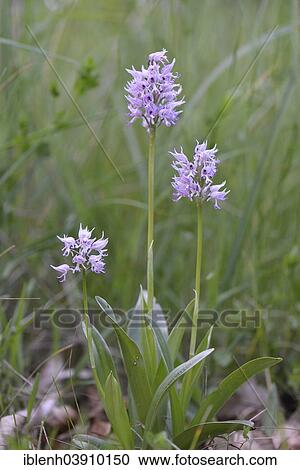 "Military Orchid (Orchis militaris), Baden-Wurttemberg, Germany, Europe" View Large Photo Image Stock Image - "Military Orchid (Orchis militaris), Baden-Wurttemberg, Germany, Europe". Fotosearch