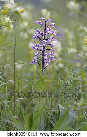 "Military Orchid (Orchis militaris), Baden-Wurttemberg, Germany, Europe" View Large Photo Image Stock Image - "Military Orchid (Orchis militaris), Baden-Wurttemberg, Germany, Europe". Fotosearch