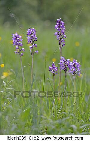 "Military Orchid (Orchis militaris), Baden-Wurttemberg, Germany, Europe" View Large Photo Image Stock Image - "Military Orchid (Orchis militaris), Baden-Wurttemberg, Germany, Europe". Fotosearch
