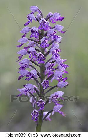 "Military Orchid (Orchis militaris), Baden-Wurttemberg, Germany, Europe" View Large Photo Image Stock Image - "Military Orchid (Orchis militaris), Baden-Wurttemberg, Germany, Europe". Fotosearch