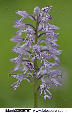 "Military Orchid (Orchis militaris), Baden-Wurttemberg, Germany, Europe" View Large Photo Image Stock Photo - "Military Orchid (Orchis militaris), Baden-Wurttemberg, Germany, Europe". Fotosearch