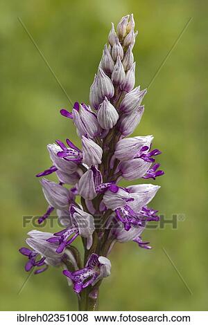 "Military Orchid (Orchis militaris), Bad Ditzenbach, Swabian Alp, Baden-Wuerttemberg, Germany, Europe" View Large Photo Image Stock Photo - "Military Orchid (Orchis militaris), Bad Ditzenbach, Swabian Alp, Baden-Wuerttemberg, Germany, Europe". Fotosearch