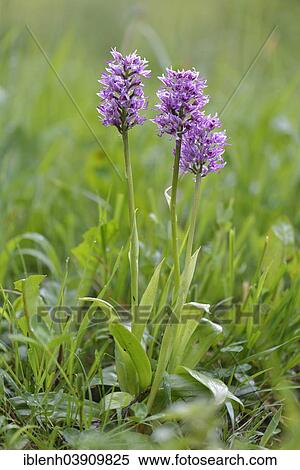 "Military Orchid (Orchis militaris), Baden-Wurttemberg, Germany, Europe" View Large Photo Image Stock Photography - "Military Orchid (Orchis militaris), Baden-Wurttemberg, Germany, Europe". Fotosearch