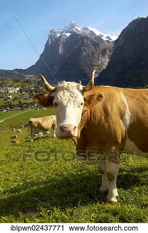 "Milk cow on Alpine pasture above Grindelwald, Swiss Alps, Switzerland, Europe" View Large Photo Image Stock Image - "Milk cow on Alpine pasture above Grindelwald, Swiss Alps, Switzerland, Europe". Fotosearch