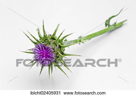 Milk Thistle (Silybum marianum) View Large Photo Image Stock Image - Milk Thistle (Silybum marianum). Fotosearch