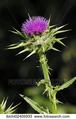 "Milk Thistle (Silybum marianum), Provence, Southern France, France, Europe" View Large Photo Image Stock Image - "Milk Thistle (Silybum marianum), Provence, Southern France, France, Europe". Fotosearch