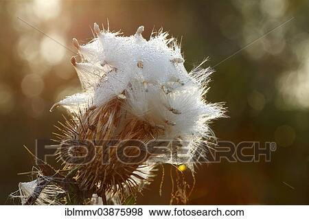 "Milk Thistle (Silybum marianum), fruits, seeds, in the backlight with morning dew, Strohauser Plate, Lower Saxony, Germany, Europe" View Large Photo Image Stock Photo - "Milk Thistle (Silybum marianum), fruits, seeds, in the backlight with morning dew, Strohauser Plate, Lower Saxony, Germany, Europe". Fotosearch