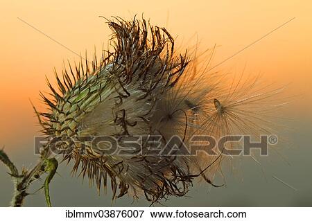 "Milk Thistle (Silybum marianum), fruits, seeds, in the backlight with morning dew, Strohauser Plate, Lower Saxony, Germany, Europe" View Large Photo Image Stock Photo - "Milk Thistle (Silybum marianum), fruits, seeds, in the backlight with morning dew, Strohauser Plate, Lower Saxony, Germany, Europe". Fotosearch