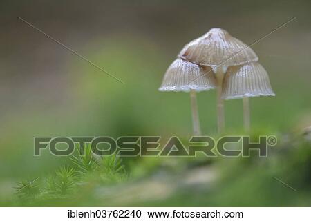 "Milking bonnet (Mycena galopus), Tinner Loh nature reserve, Emsland, Lower Saxony, Germany, Europe" View Large Photo Image Stock Image - "Milking bonnet (Mycena galopus), Tinner Loh nature reserve, Emsland, Lower Saxony, Germany, Europe". Fotosearch