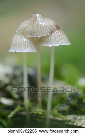 Stock Photograph - "Milking bonnet (Mycena galopus), Tinner Loh nature reserve, Emsland, Lower Saxony, Germany, Europe". Fotosearch