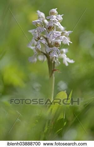 Stock Image - "Milky Orchid (Orchis lactea), Messina district, Sicily, Italy, Europe". Fotosearch