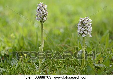 "Milky Orchid (Orchis lactea), Messina district, Sicily, Italy, Europe" View Large Photo Image Stock Image - "Milky Orchid (Orchis lactea), Messina district, Sicily, Italy, Europe". Fotosearch
