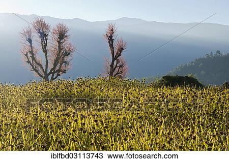 "Millet field ready to harvest with blooming cherry trees, Bhandar, Solukhumbu District, Sagarmatha Zone, Nepal, Asia" View Large Photo Image Stock Image - "Millet field ready to harvest with blooming cherry trees, Bhandar, Solukhumbu District, Sagarmatha Zone, Nepal, Asia". Fotosearch
