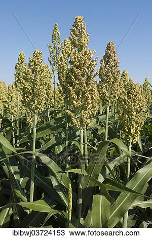 "Millet field, Weinviertel, Lower Austria, Austria, Europe" View Large Photo Image Stock Image - "Millet field, Weinviertel, Lower Austria, Austria, Europe". Fotosearch