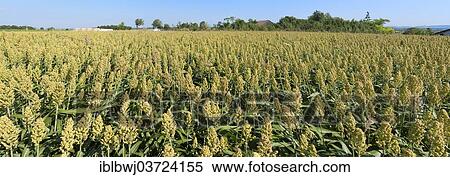 "Millet field, Weinviertel, Niederosterreich, Osterreich, Germany, Europe" View Large Photo Image Stock Photography - "Millet field, Weinviertel, Niederosterreich, Osterreich, Germany, Europe". Fotosearch