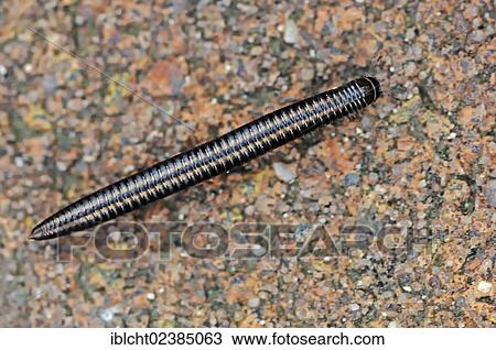 Stock Image - "Millipede (Megaphyllum projectum), female, North Rhine-Westphalia, Germany, Europe". Fotosearch