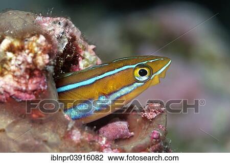 "Mimic Blenny or Piano Fangblenny (Plagiotremus tapeinosoma) in a burrow, Great Barrier Reef, UNESCO World Natural Heritage Site, Pacific Ocean, Queensland, Australia, Oceania" View Large Photo Image Stock Image - "Mimic Blenny or Piano Fangblenny (Plagiotremus tapeinosoma) in a burrow, Great Barrier Reef, UNESCO World Natural Heritage Site, Pacific Ocean, Queensland, Australia, Oceania". Fotosearch