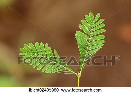 "Mimosa, Sensitive Plant or Touch-me-not (Mimosa pudica), leaves, native to South America, ornamental plant" View Large Photo Image Stock Image - "Mimosa, Sensitive Plant or Touch-me-not (Mimosa pudica), leaves, native to South America, ornamental plant". Fotosearch