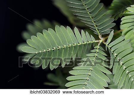 "Mimosa, Shameplant or Sensitive Plant (Mimosa pudica) leaves, native to South America" View Large Photo Image Stock Photo - "Mimosa, Shameplant or Sensitive Plant (Mimosa pudica) leaves, native to South America". Fotosearch