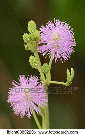 "Mimosa, Shameplant or Sensitive Plant (Mimosa pudica) flowers, native to South America" View Large Photo Image Stock Photography - "Mimosa, Shameplant or Sensitive Plant (Mimosa pudica) flowers, native to South America". Fotosearch