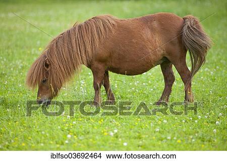 "Minature shetland pony on a pasture, Bavaria, Germany, Europe" View Large Photo Image Picture - "Minature shetland pony on a pasture, Bavaria, Germany, Europe". Fotosearch