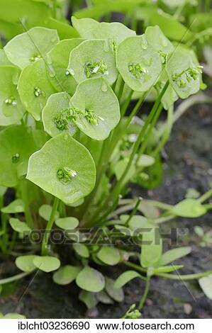 Stock Image - "Miner's Lettuce, Winter Purslane or Indian Lettuce (Claytonia perfoliata syn. Montia perfoliata), Bergkamen, North Rhine-Westphalia, Germany, Europe". Fotosearch