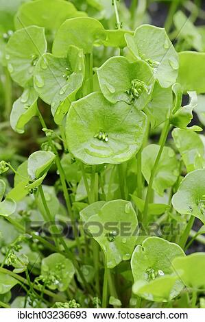 "Miner's Lettuce, Winter Purslane or Indian Lettuce (Claytonia perfoliata syn. Montia perfoliata), Bergkamen, North Rhine-Westphalia, Germany, Europe" View Large Photo Image Stock Image - "Miner's Lettuce, Winter Purslane or Indian Lettuce (Claytonia perfoliata syn. Montia perfoliata), Bergkamen, North Rhine-Westphalia, Germany, Europe". Fotosearch