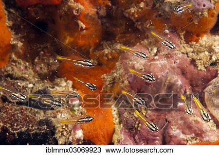 "Mini Cardinalfish (Apogon neotes) in a coral reef, Logon, Palawan, Mimaropa, Philippines, Asia" View Large Photo Image Stock Image - "Mini Cardinalfish (Apogon neotes) in a coral reef, Logon, Palawan, Mimaropa, Philippines, Asia". Fotosearch